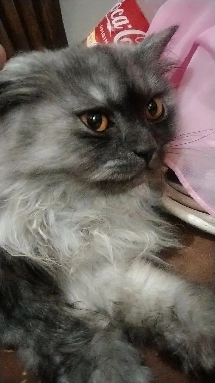 Persian cat double cotted 5 years old and well trained and playing cat — photo 2