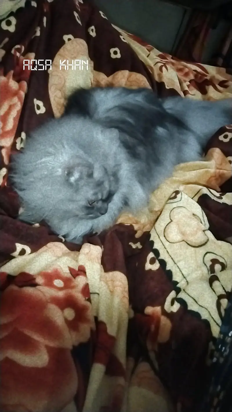 Persian cat double cotted 5 years old and well trained and playing cat — photo 3