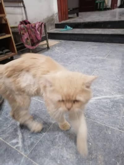 Persian male cat