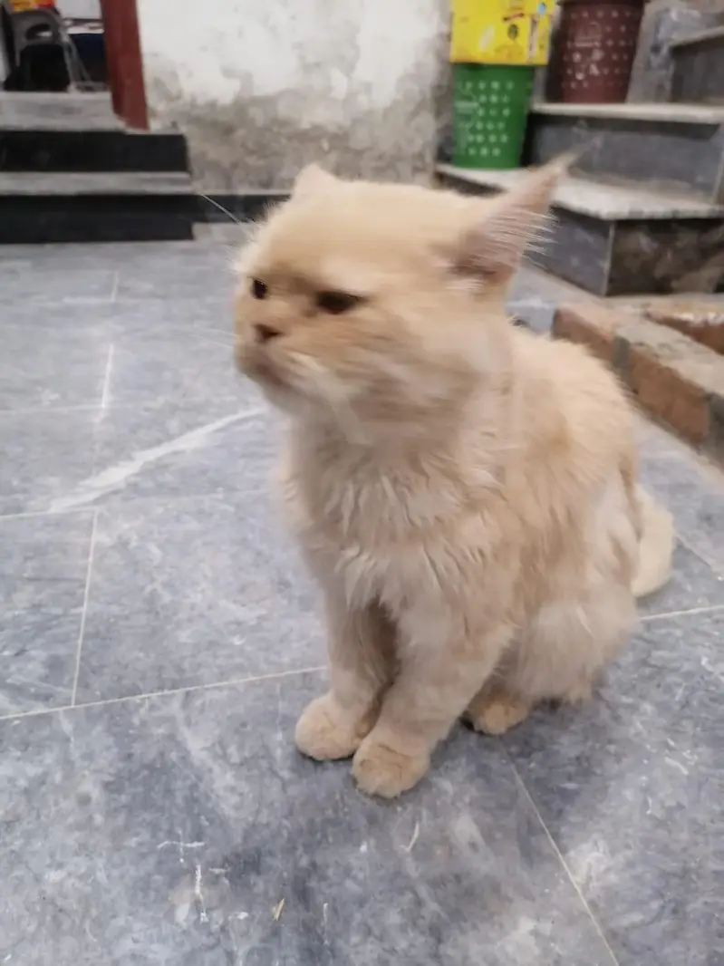 Persian male cat — photo 2