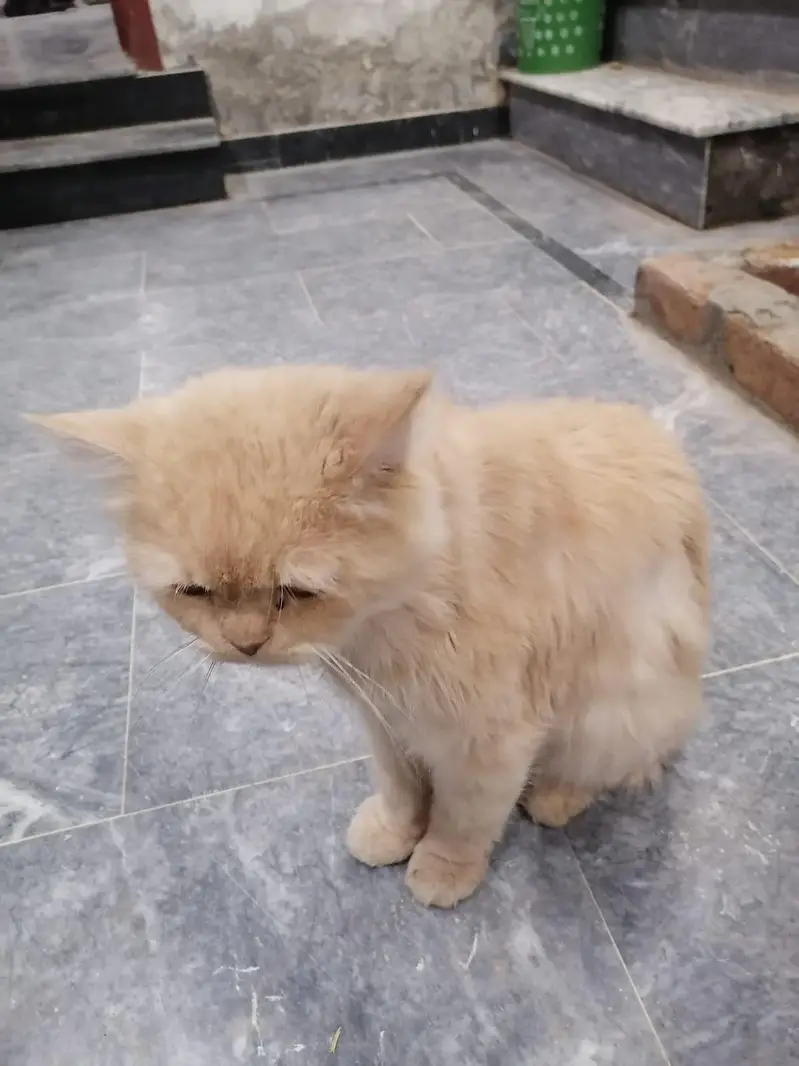 Persian male cat — photo 3