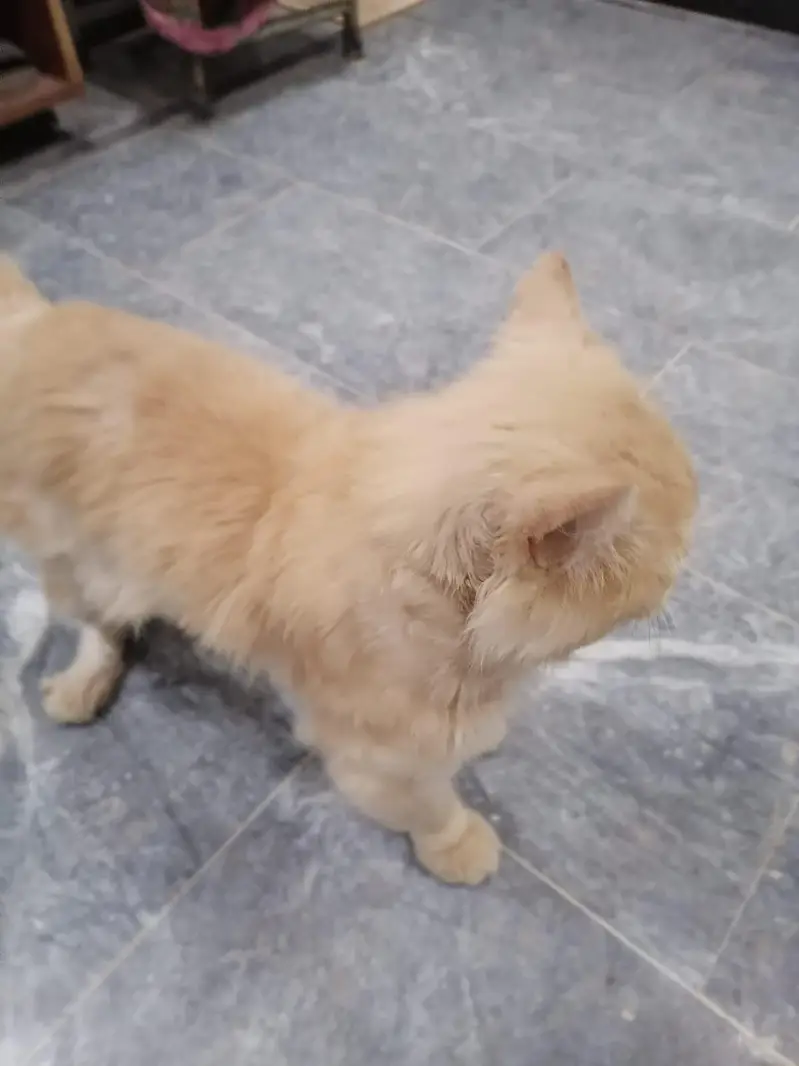 Persian male cat — photo 4
