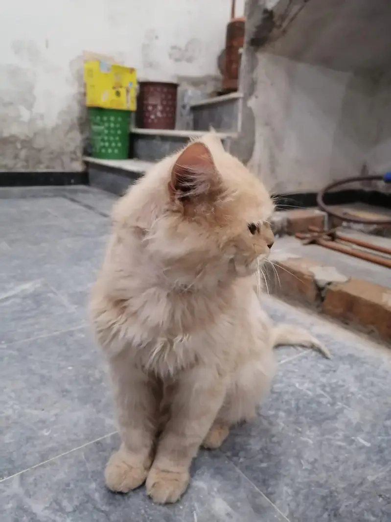 Persian male cat — photo 5