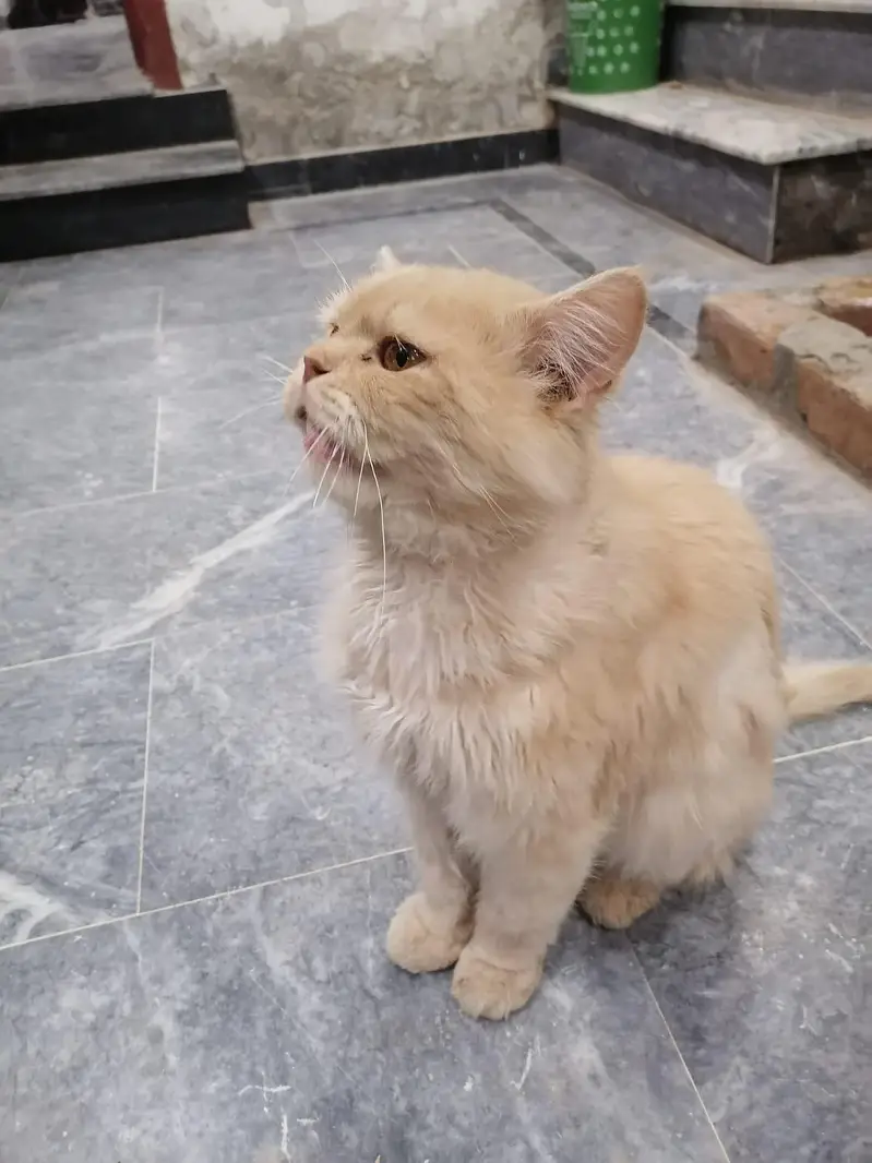 Persian male cat — photo 6