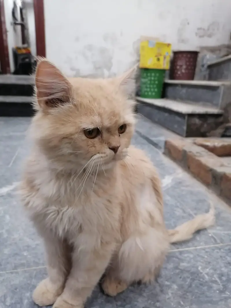 Persian male cat — photo 7