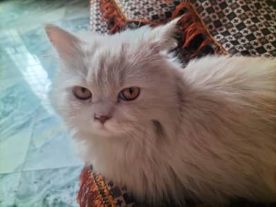 Persian Cat Name Leo