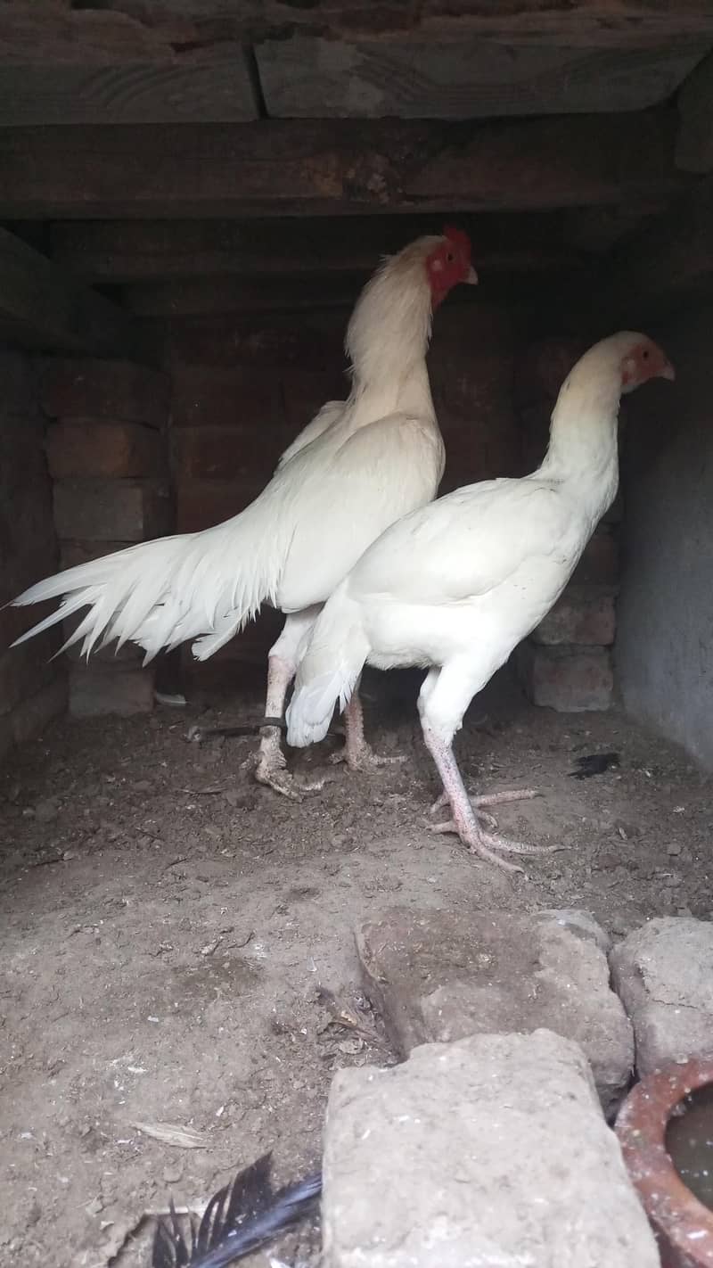 heera pair for sal 0