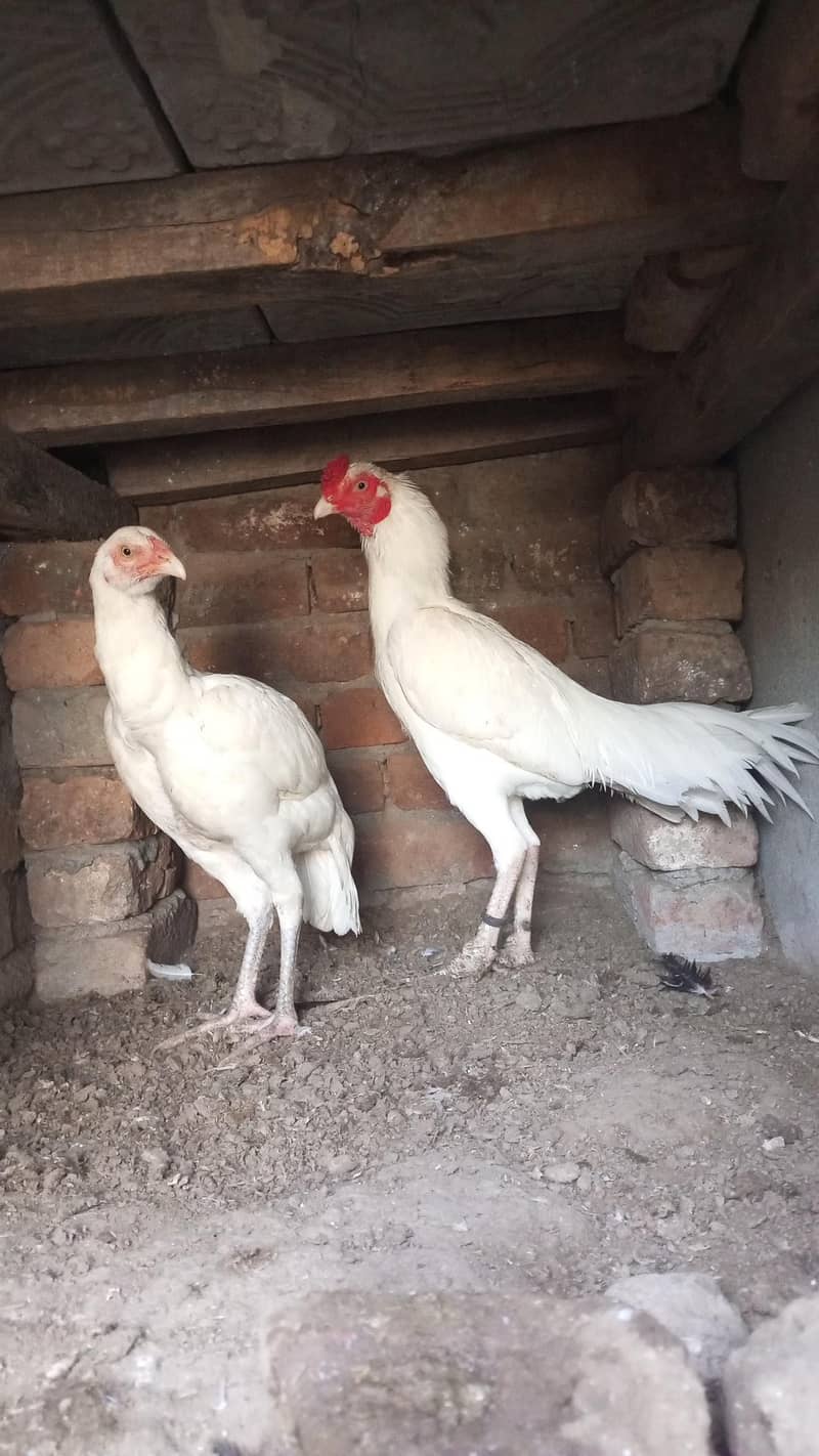 heera pair for sal 1