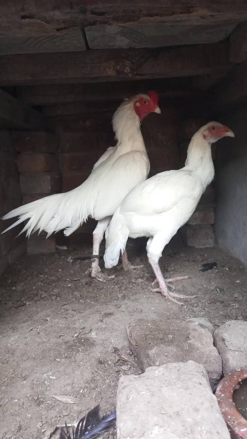 heera pair for sal 2