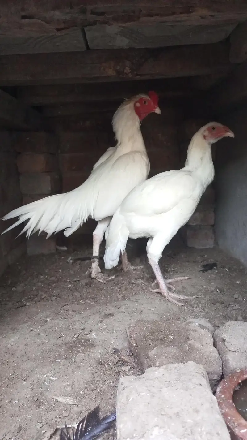 heera pair for sal — photo 3