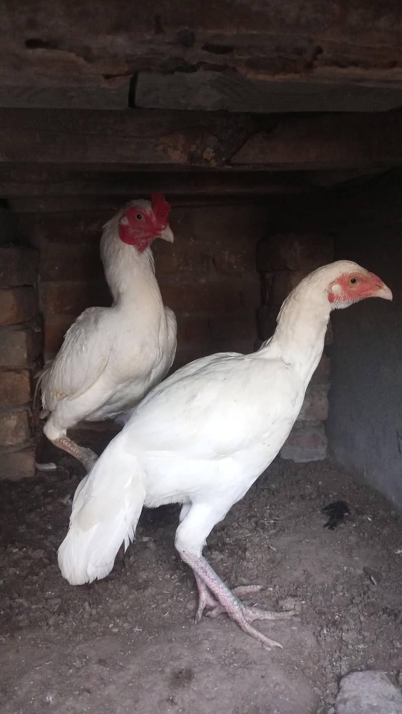 heera pair for sal 3