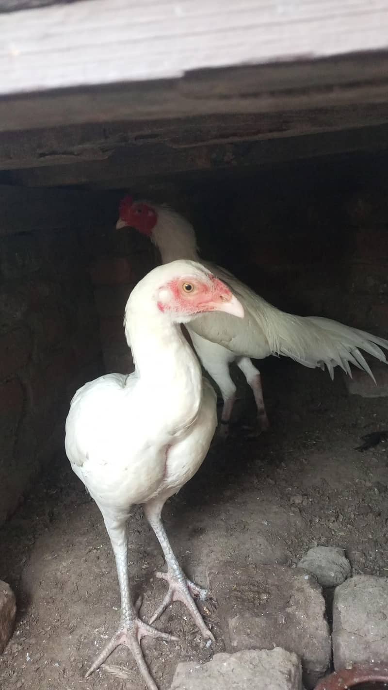 heera pair for sal 4