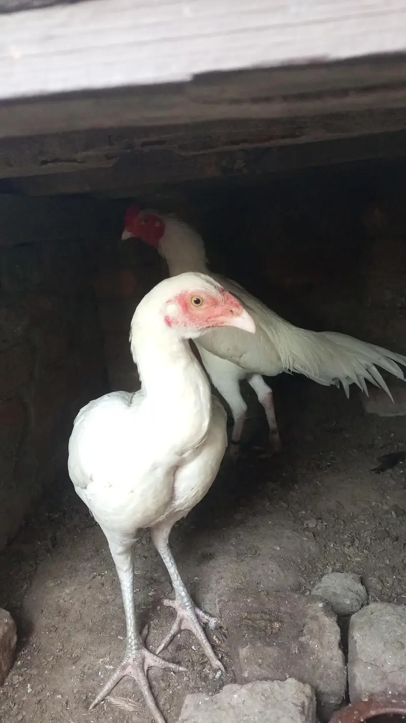 heera pair for sal — photo 5