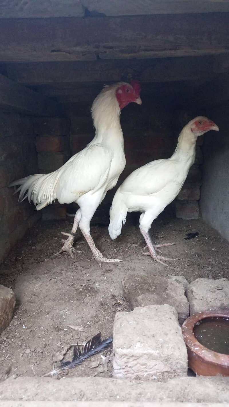heera pair for sal 7