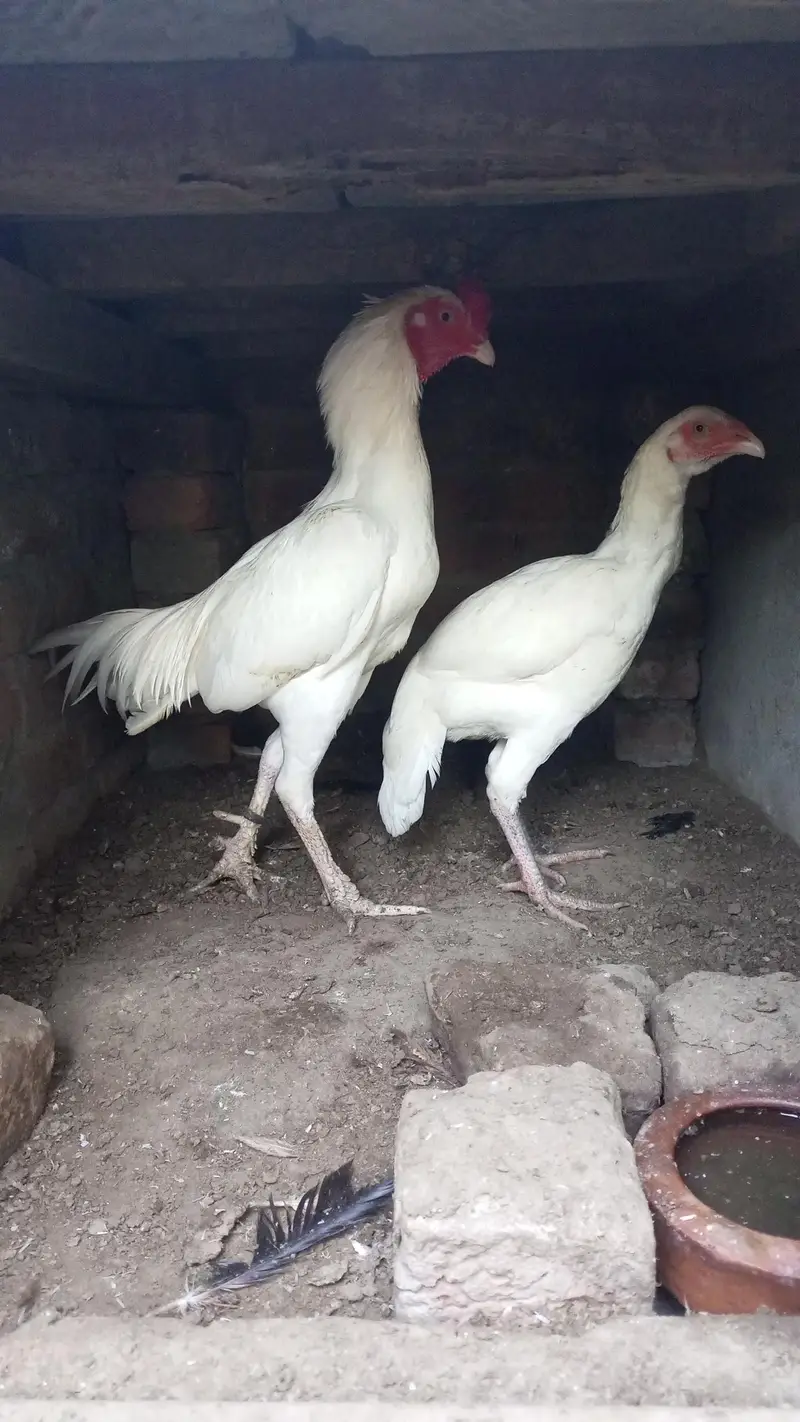 heera pair for sal — photo 8