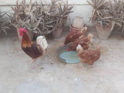 Lohman male & female