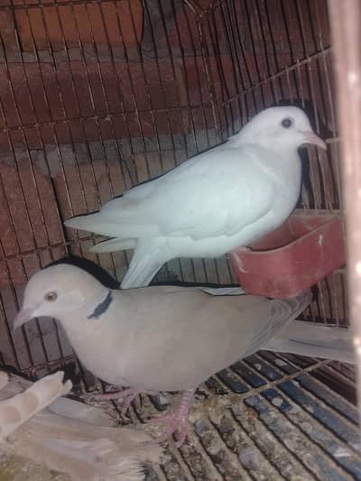 Khumra bird