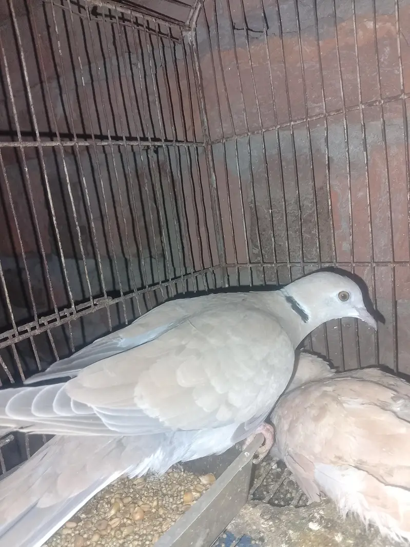 Khumra bird — photo 2