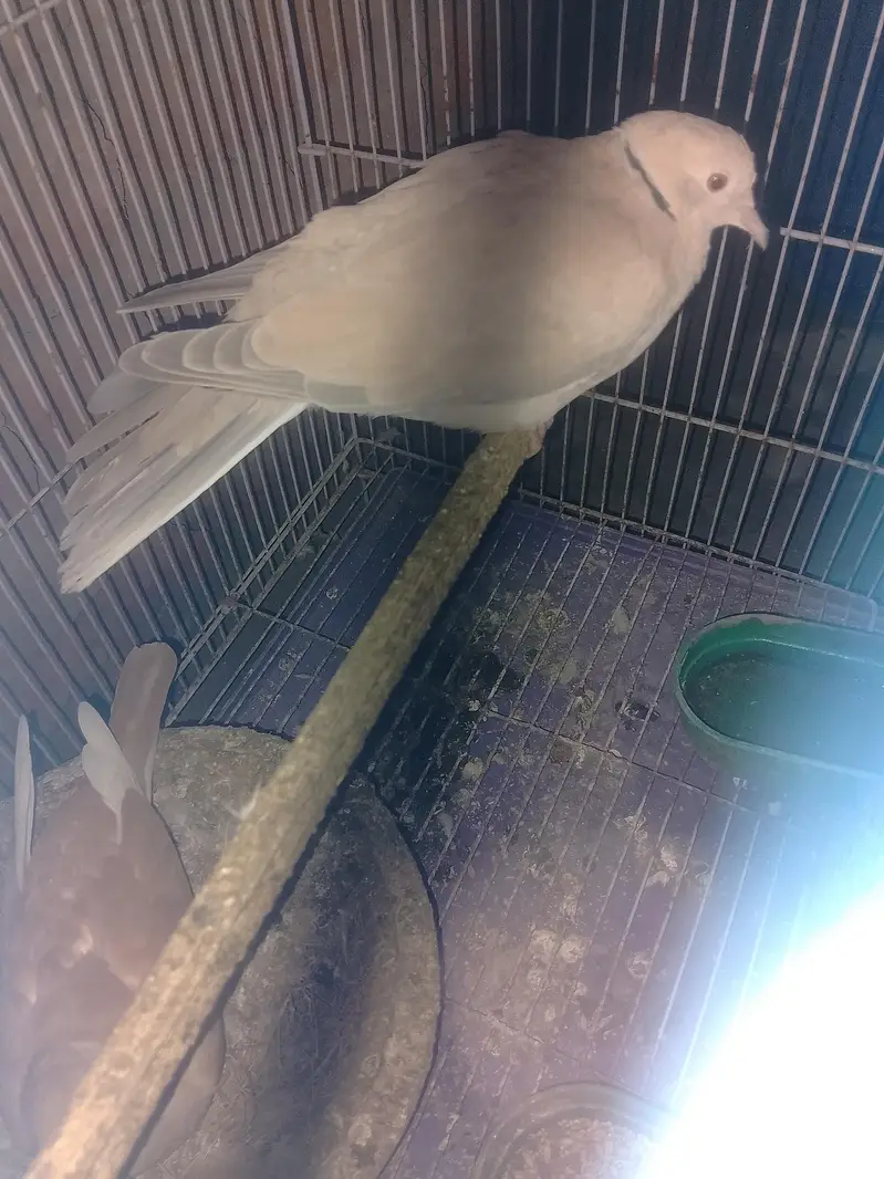 Khumra bird — photo 3