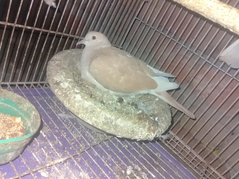 Khumra bird — photo 4