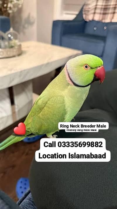 Green Ring Neck Breeder Male Parrot Full Jumbo Size