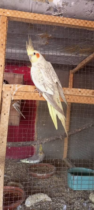 cocktail female