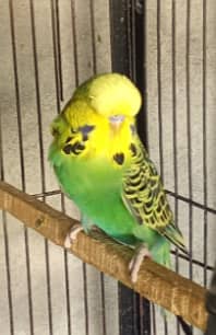 2 exhibition males