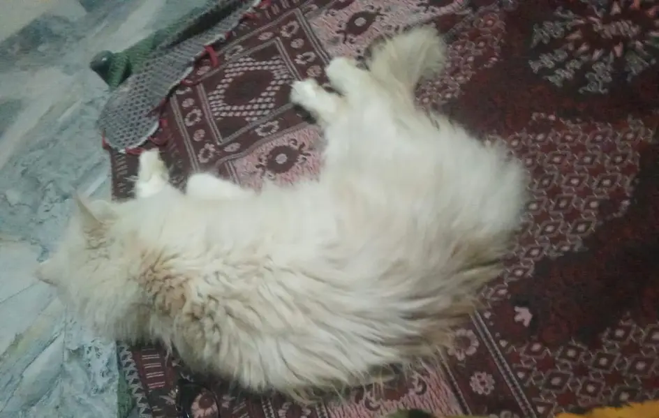 Persian Cat Name Leo — photo 2