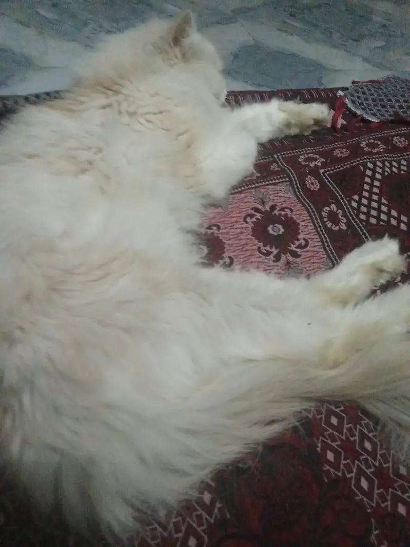 Persian Cat Name Leo — photo 3