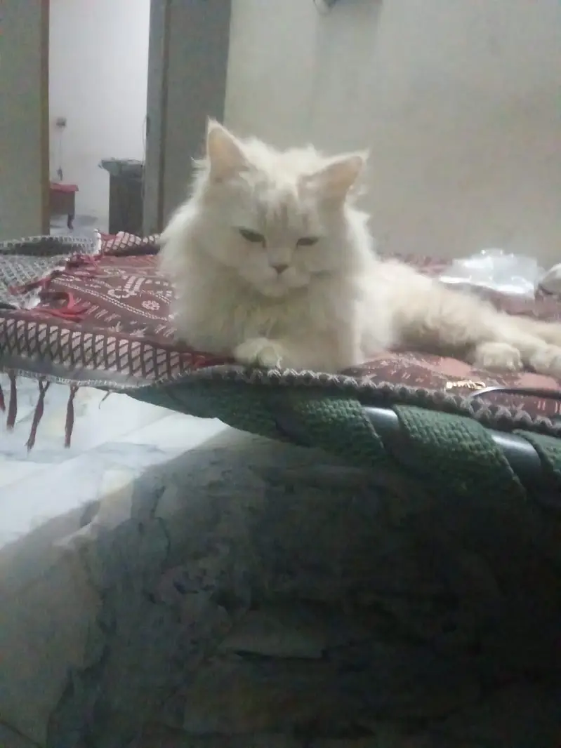 Persian Cat Name Leo — photo 4