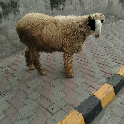 mundra for sale