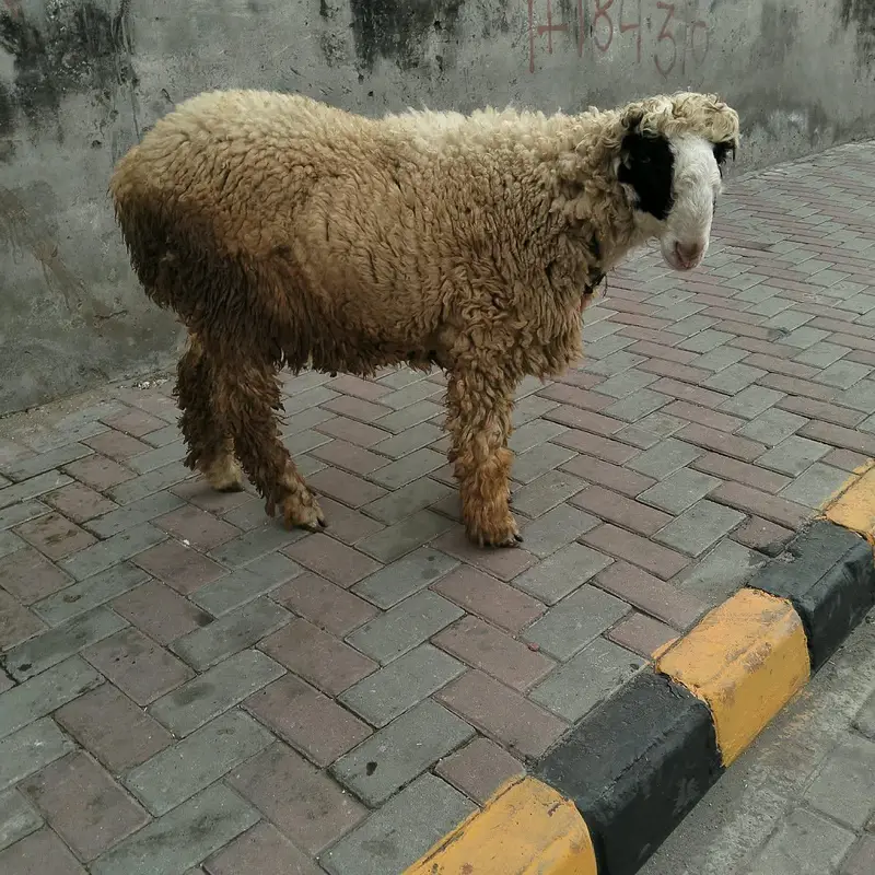 mundra for sale