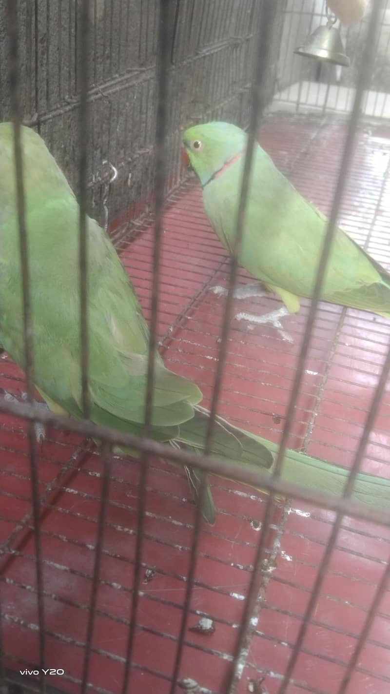 1 year old Perot's 1