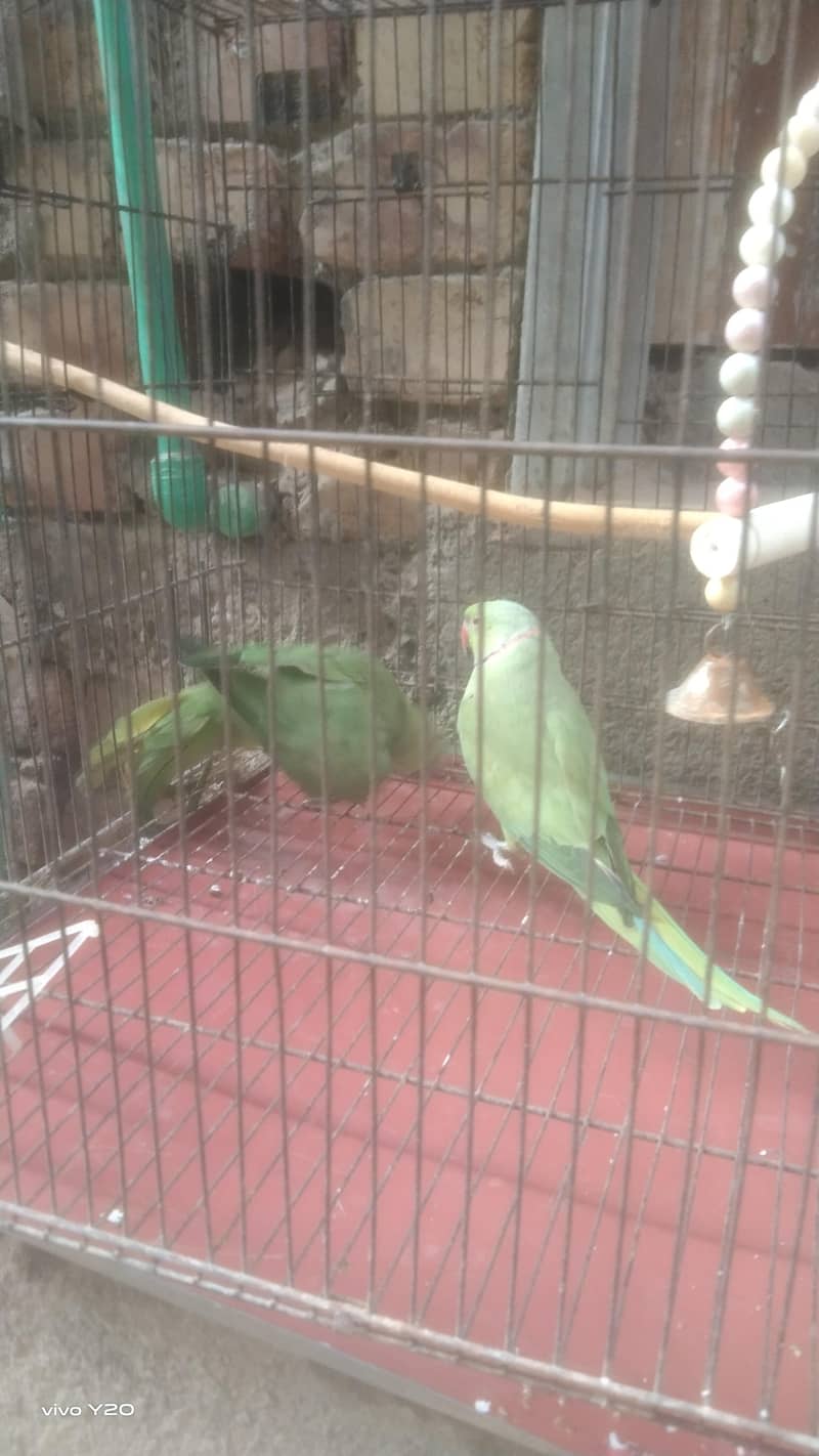 1 year old Perot's 2