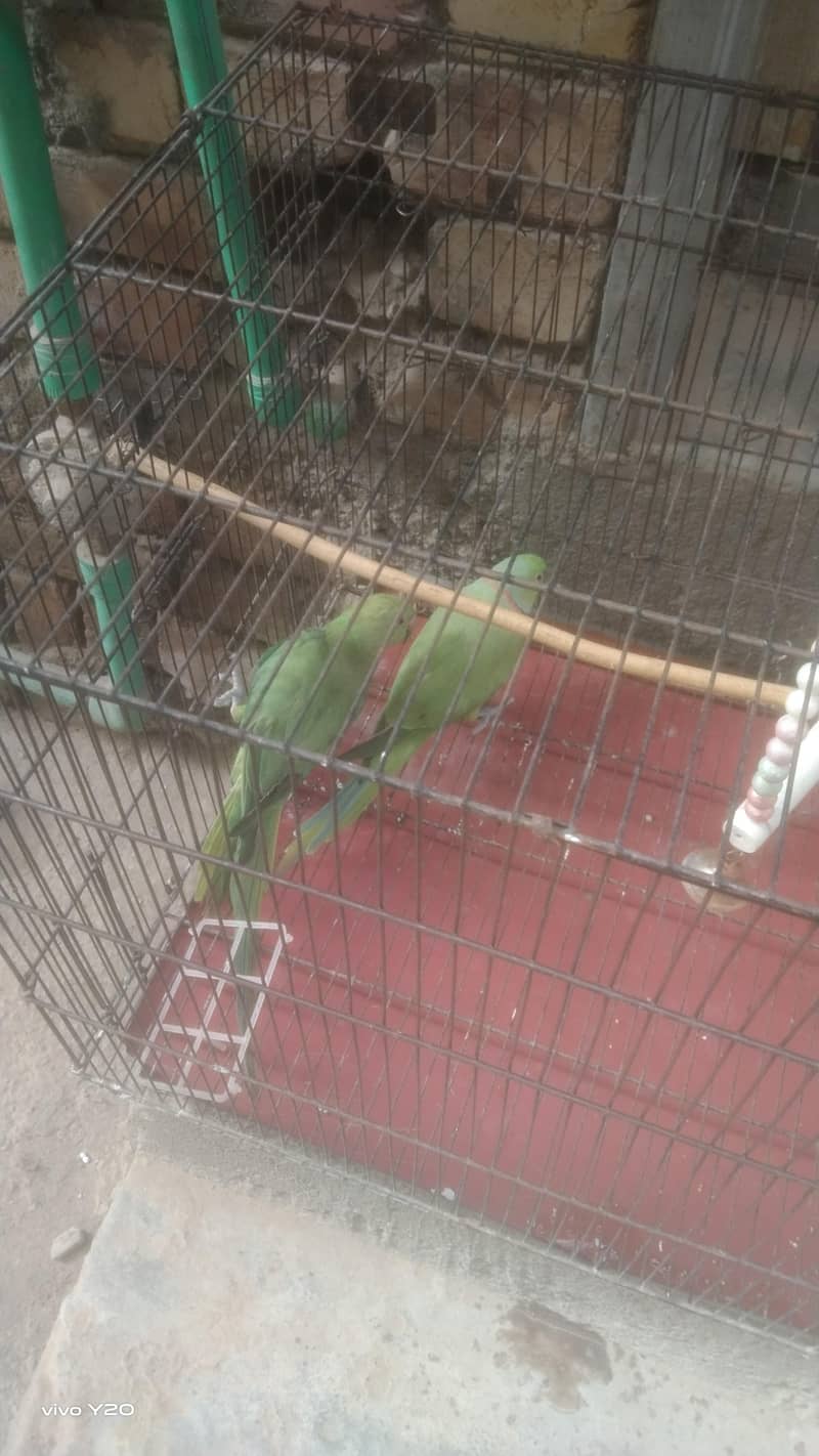 1 year old Perot's 3