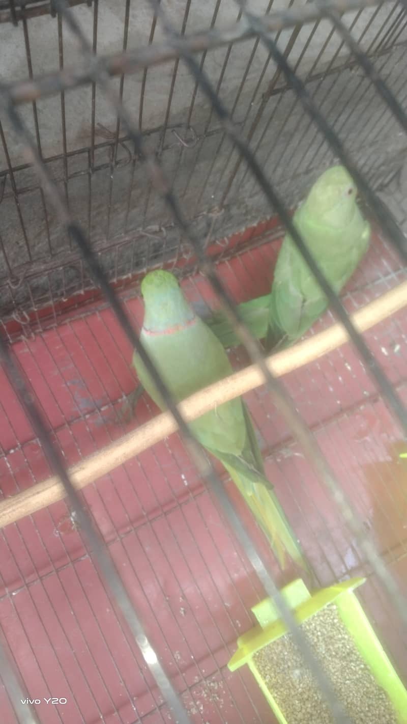 1 year old Perot's 5