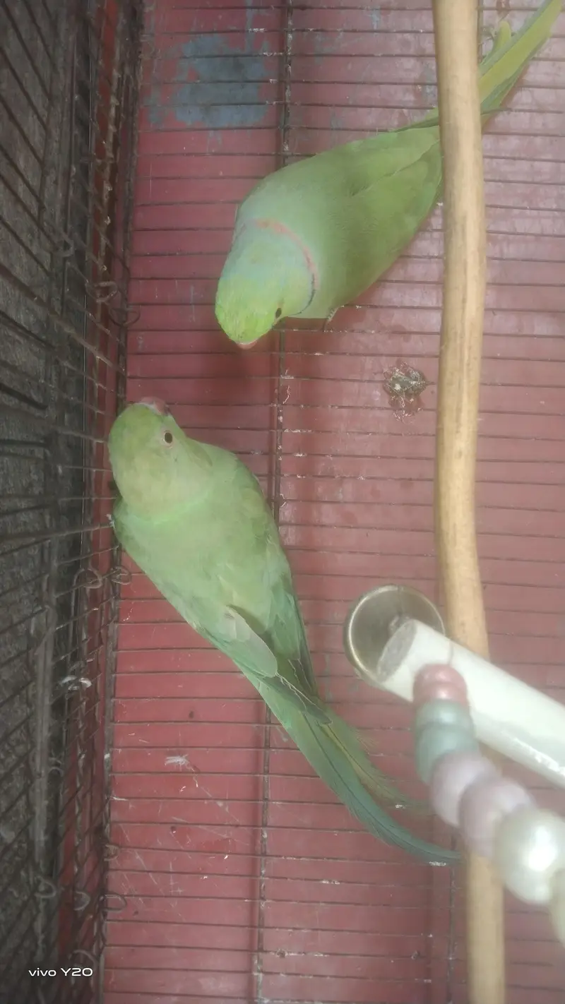 1 year old Perot's — photo 7