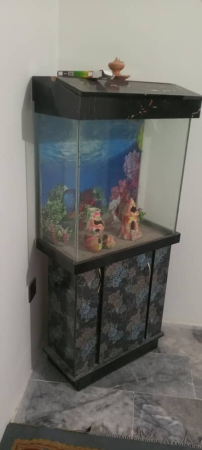 fish Accurium