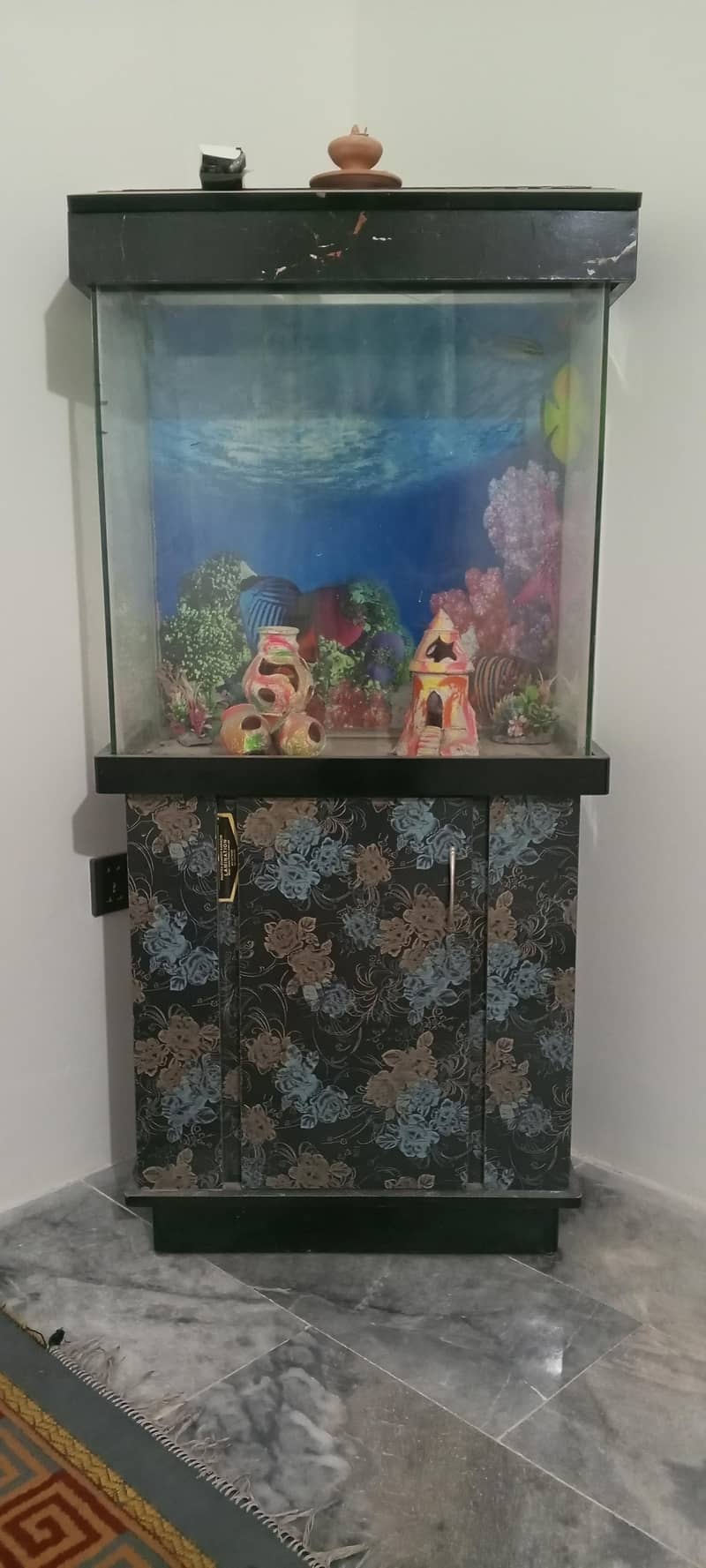 fish Accurium 1