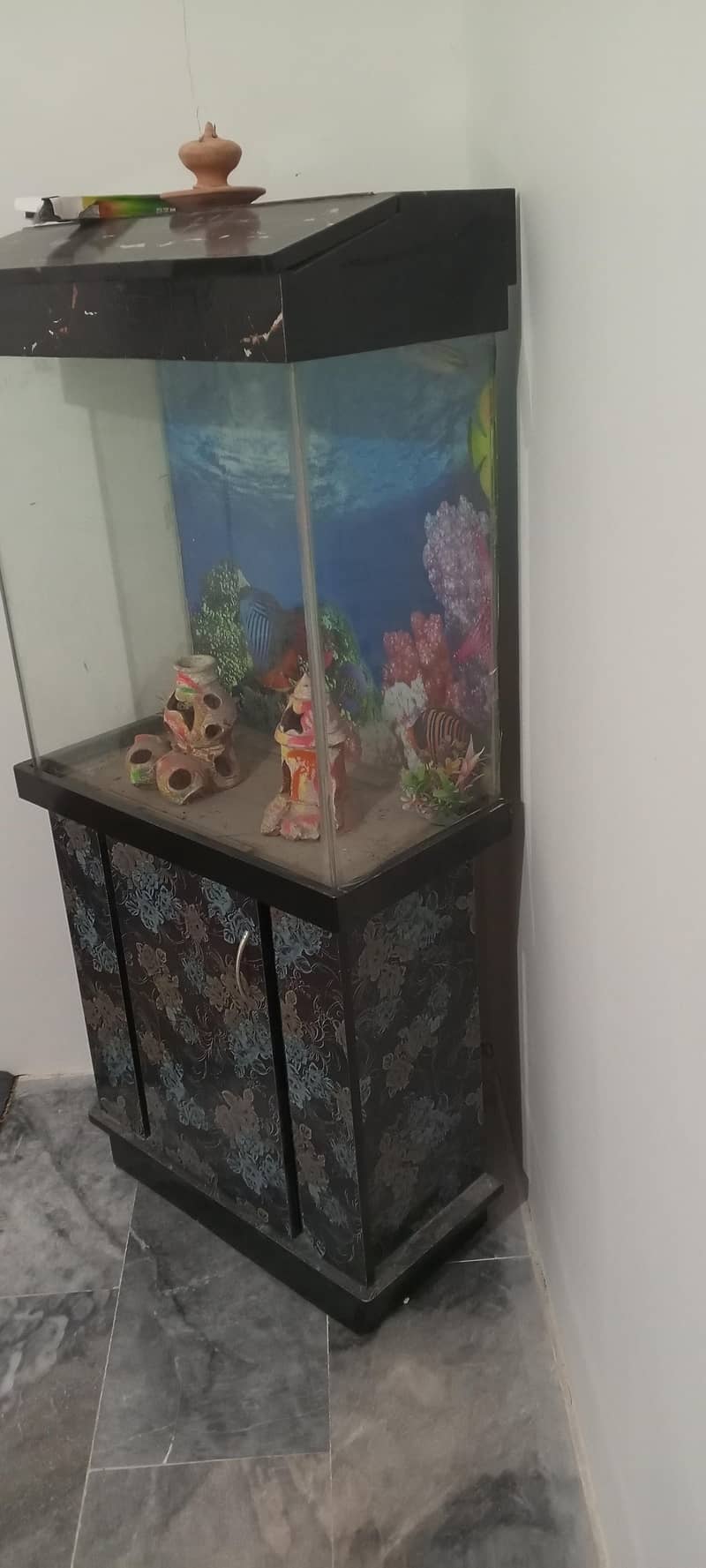 fish Accurium 2