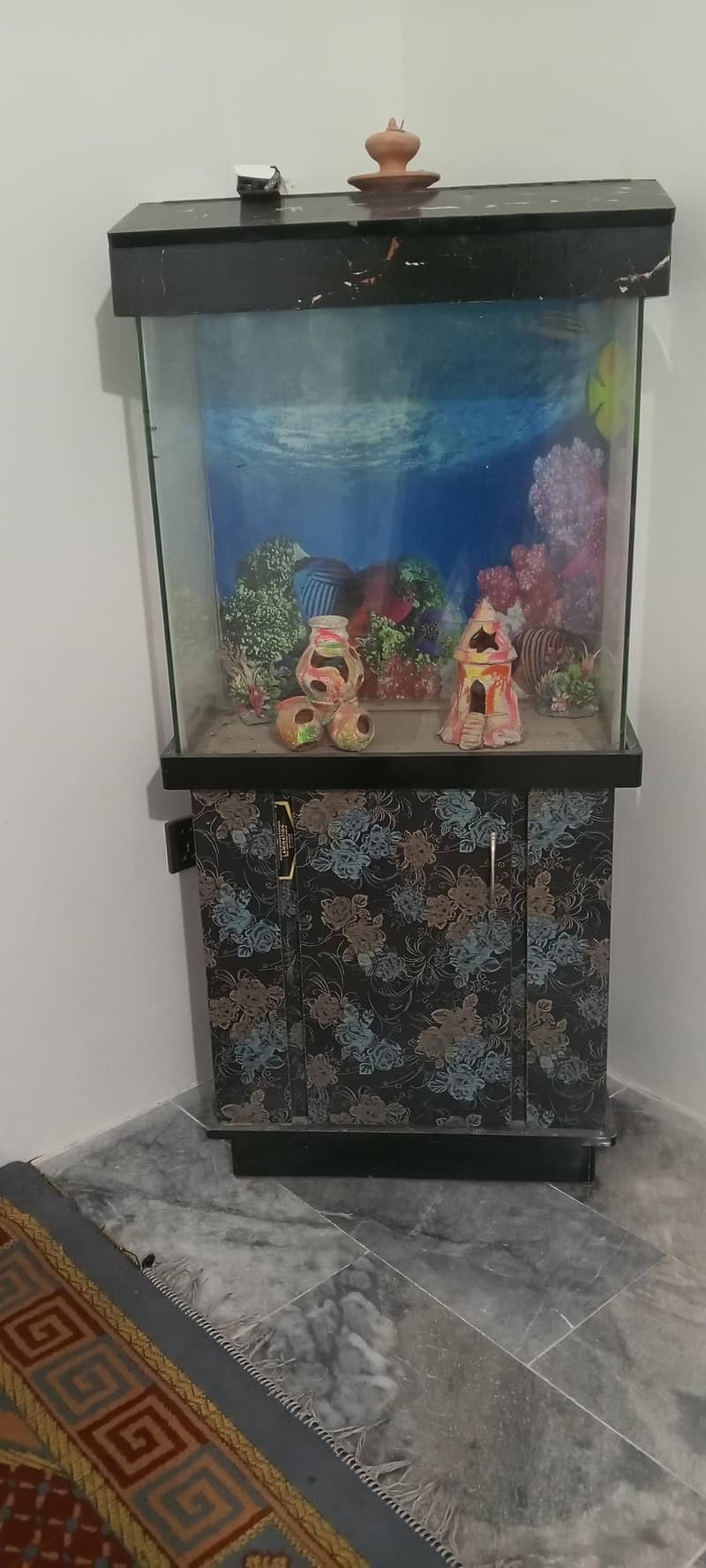 fish Accurium 3