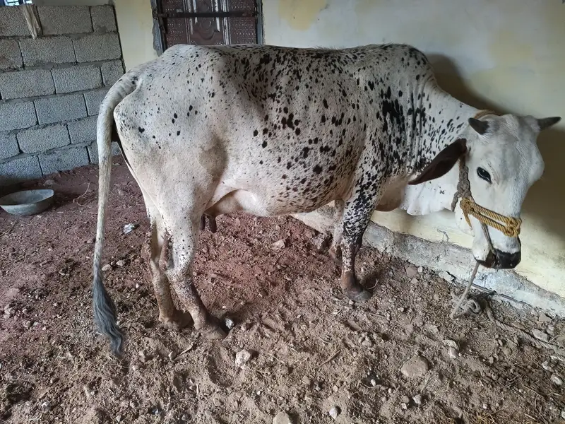 bht achi nasal ki gany hn 5 6 kilo dod hn — photo 2