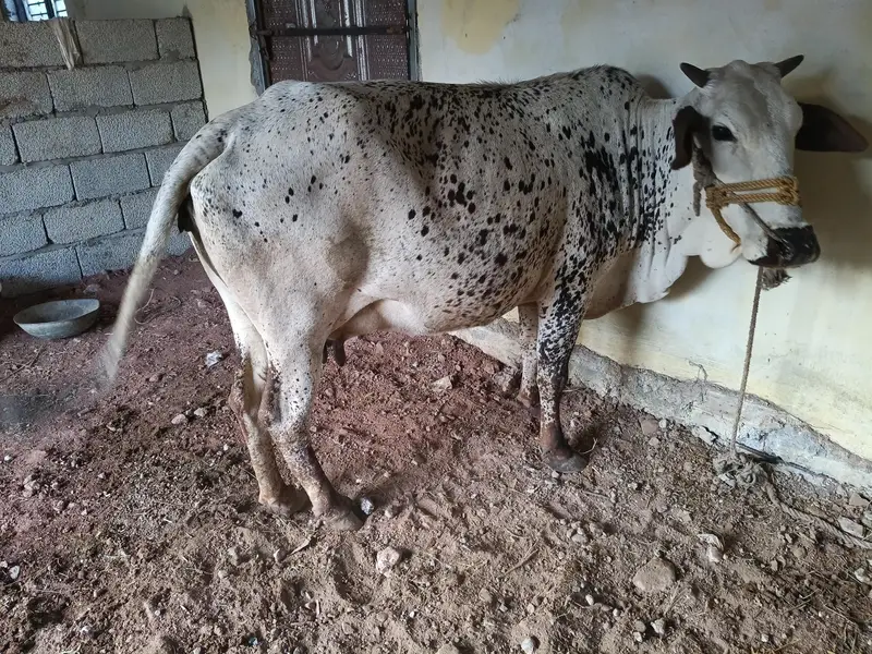 bht achi nasal ki gany hn 5 6 kilo dod hn — photo 3