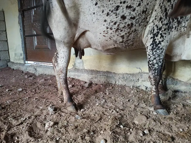 bht achi nasal ki gany hn 5 6 kilo dod hn — photo 4