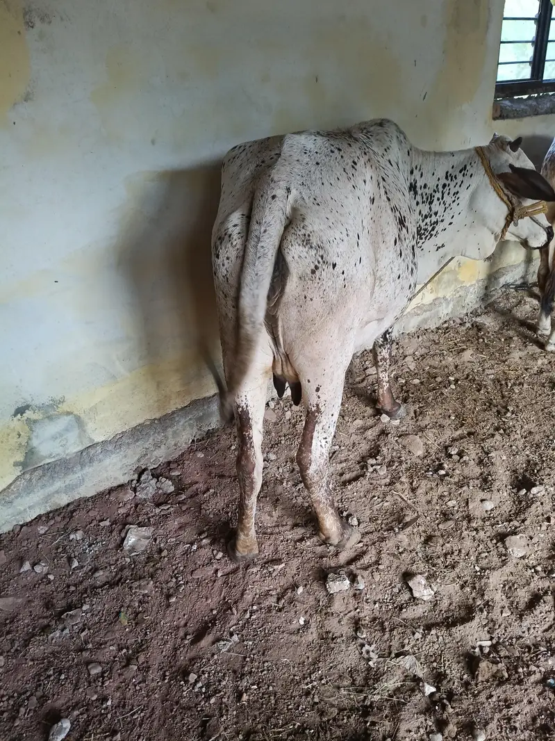 bht achi nasal ki gany hn 5 6 kilo dod hn — photo 5