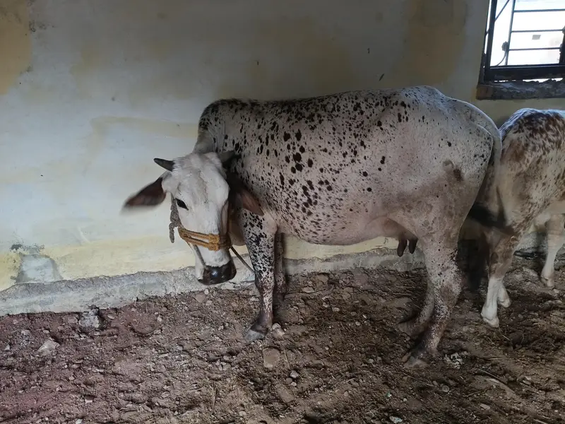 bht achi nasal ki gany hn 5 6 kilo dod hn — photo 6