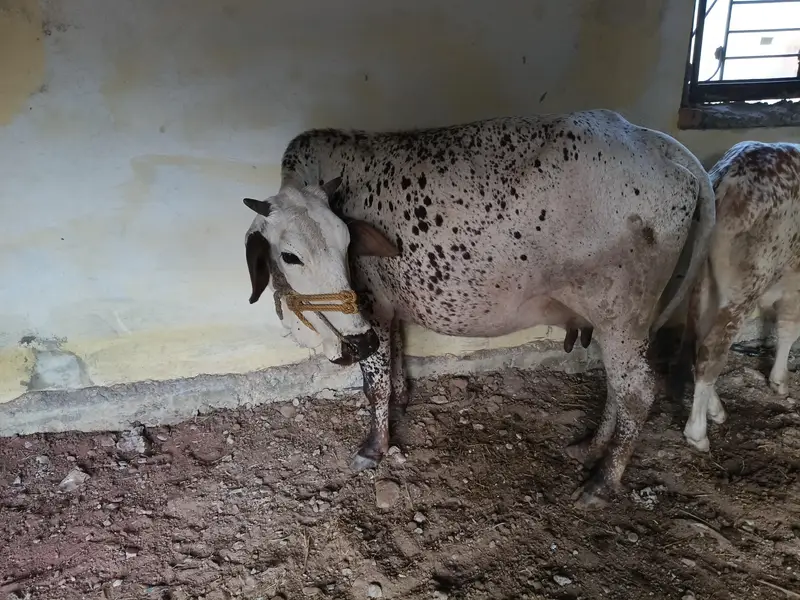 bht achi nasal ki gany hn 5 6 kilo dod hn — photo 7
