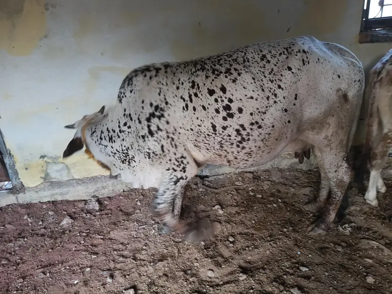 bht achi nasal ki gany hn 5 6 kilo dod hn — photo 8