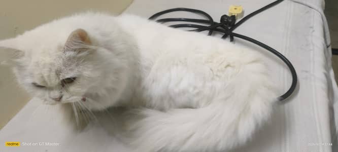 1 liter train house cat urgent sale