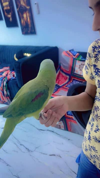 raw parrot female